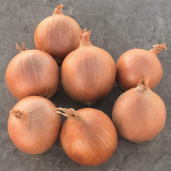 Cebula Crockett f1  B-MOX Primed  dGS Precision  250 000 nasion st